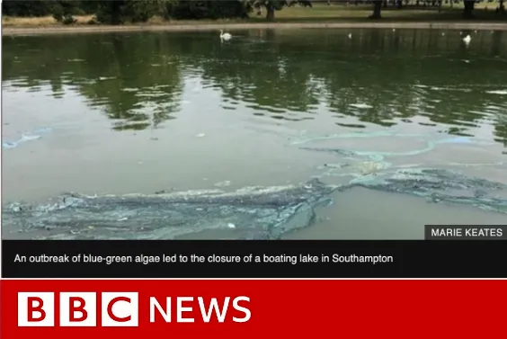 bbc news headline with pond