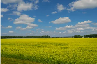 field on a sunny day